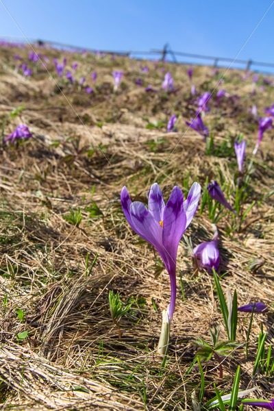 Crocuses on the meadow – Stock photos from around the world