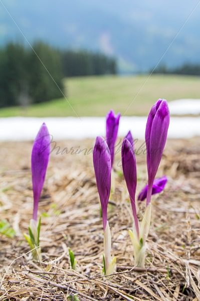 Crocuses on the mountine meadow – Stock photos from around the world