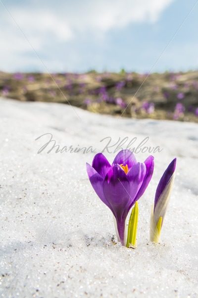 Lilac crocus aginst sky and snow – Stock photos from around the world