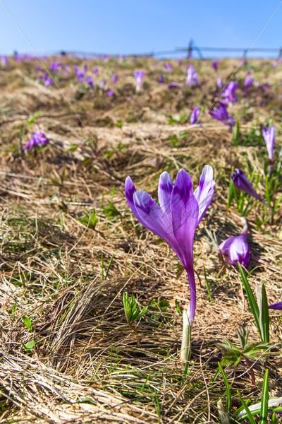 Many crocuses on the meadow – Stock photos from around the world