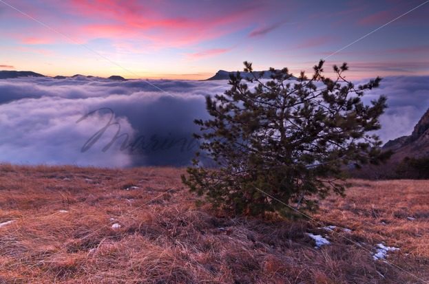 The pine over the clouds – Stock photos from around the world