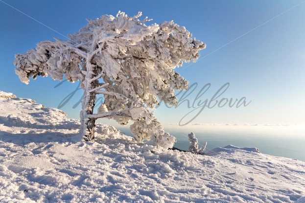 The pine under the snow in mountains – Stock photos from around the world