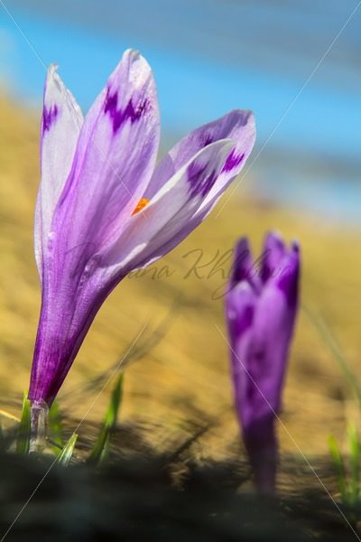 Two crocuses, selective focus – Stock photos from around the world