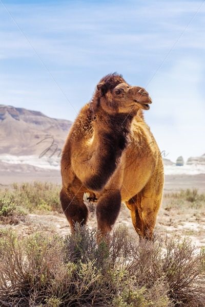 Camel dromedary in the dry steppe – Stock photos from around the world