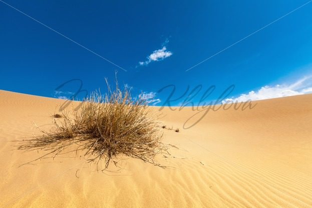Dry grass in the desert – Stock photos from around the world
