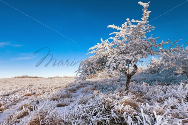 Frosted tree against clear blue sky – Stock photos from around the world