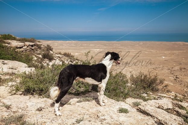 Homeless dog is watching to the far sea – Stock photos from around the world