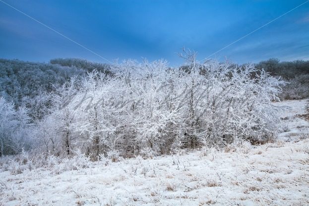Small snow-covered copse – Stock photos from around the world